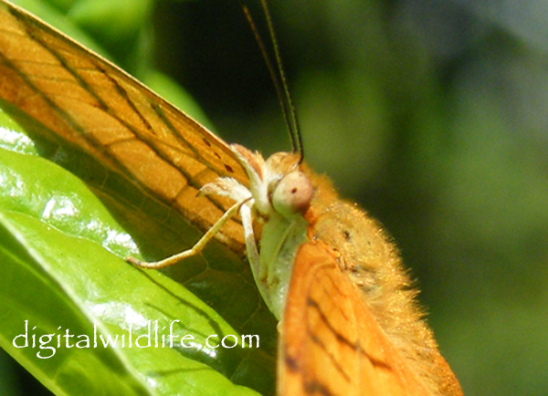 Ruddy daggerwing Butterfly