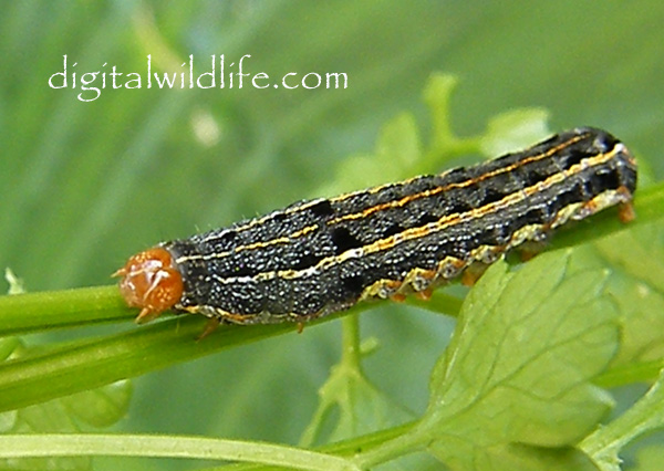 Southern Armyworm  Caterpillar