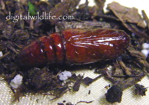 Southern Armyworm  Pupa