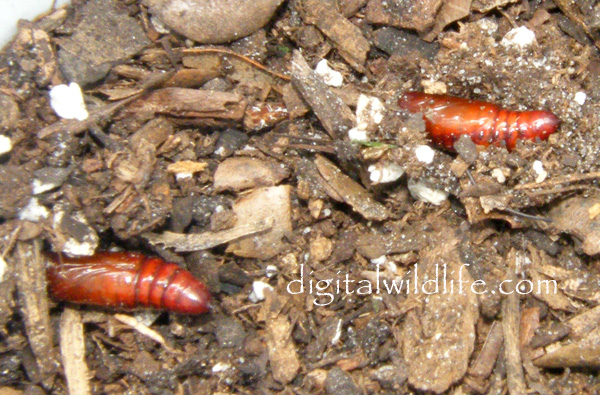 Southern Armyworm  Pupae