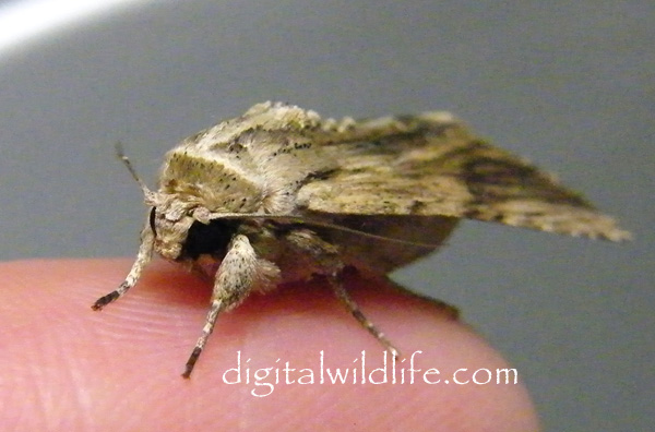 Southern Armyworm   Moth