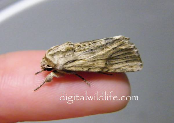 Southern Armyworm  Moth