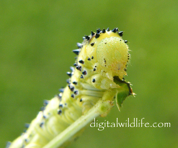 Orange Barred Sulphur Caterpillar