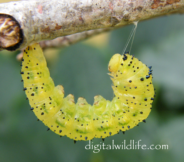 Orange Barred Sulphur Caterpillar