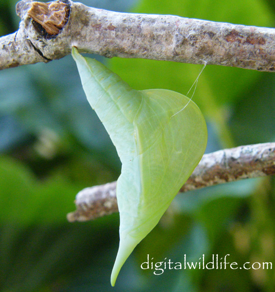 Orange Barred Sulphur Pupa