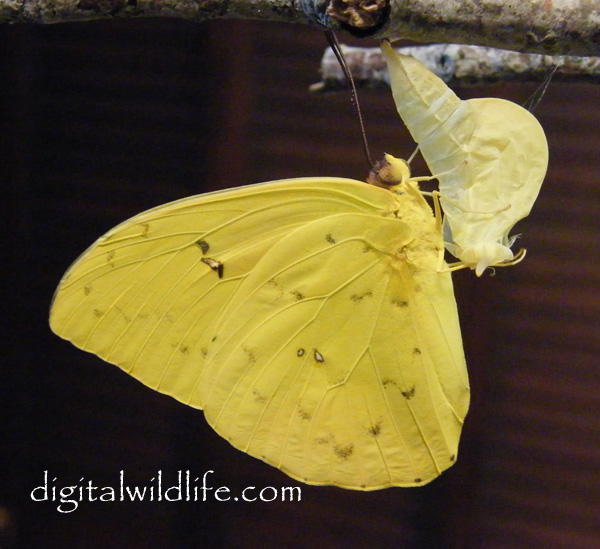Orange Barred Sulphur Butterfly