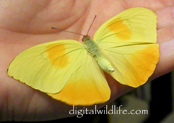 Orange Barred Sulphur Butterfly