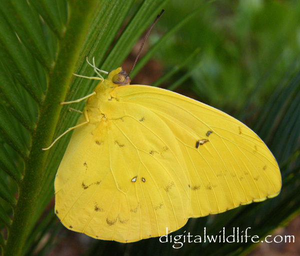 Orange Barred Sulphur Butterfly