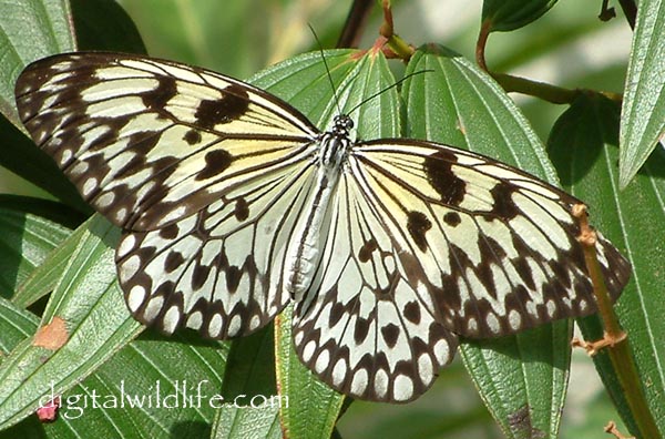 Tree Nymph