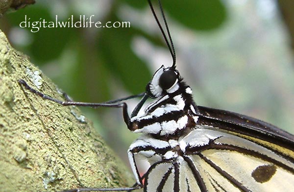 Tree Nymph