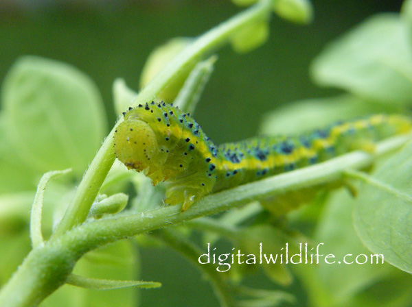 Cloudless Sulphur  Caterpillar