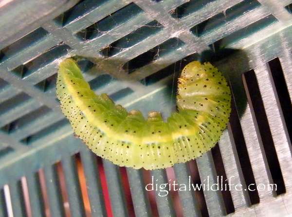 Cloudless Sulphur Caterpillar