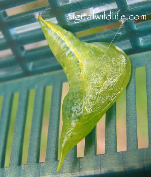 Cloudless Sulphur Pupa
