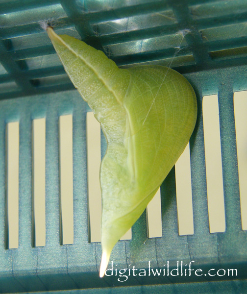 Cloudless Sulphur Pupa