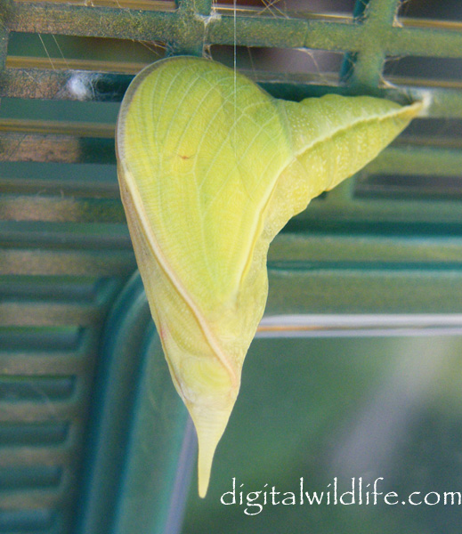 Cloudless Sulphur Pupa