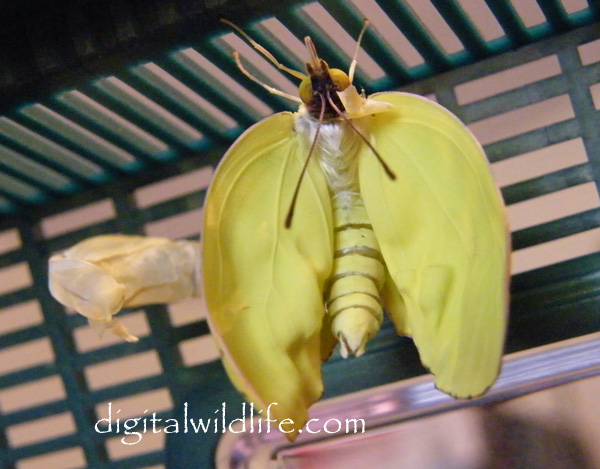 Cloudless Sulphur Butterfly