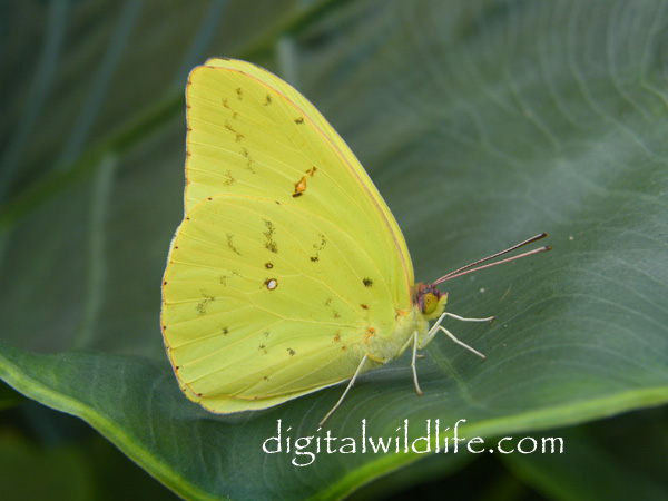 Cloudless Sulphur Butterfly