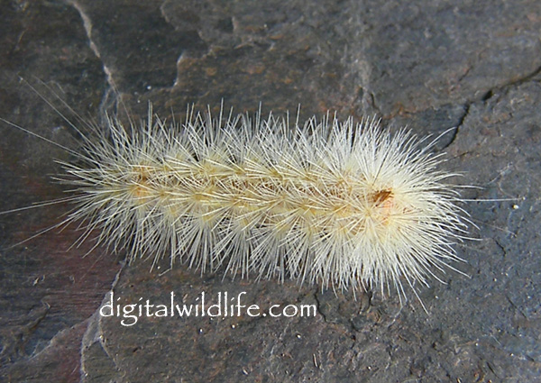 Edwards Wasp Moth Caterpillar