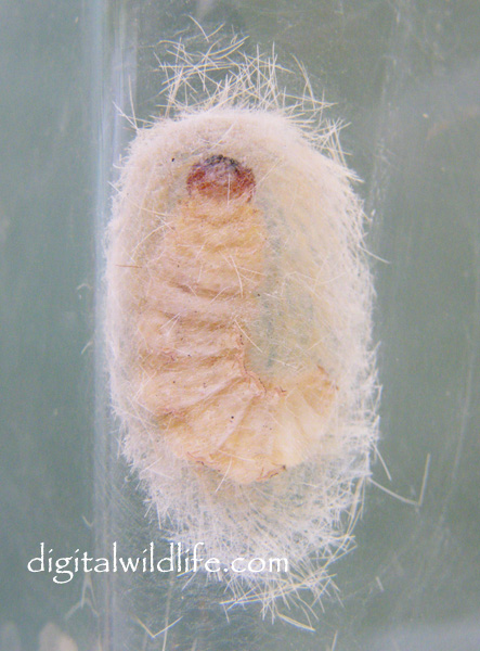 Edwards Wasp Moth Pupa