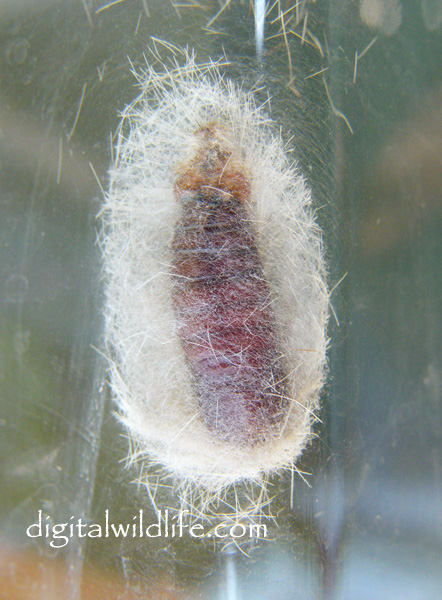 Edwards Wasp Moth Pupa