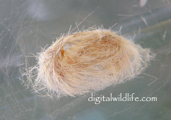 Edwards Wasp Moth Pupa