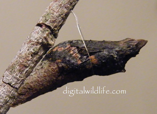 Giant Swallowtail Pupa