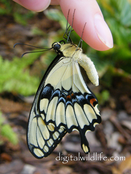Giant Swallowtail Butterfly