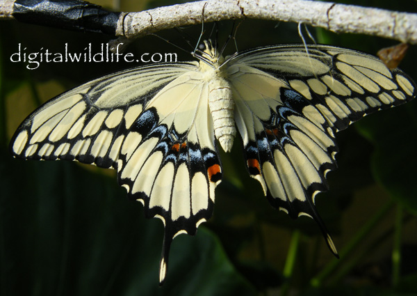 Giant Swallowtail Butterfly