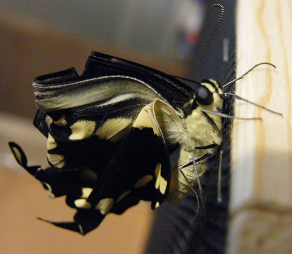 Giant Swallowtail Butterfly