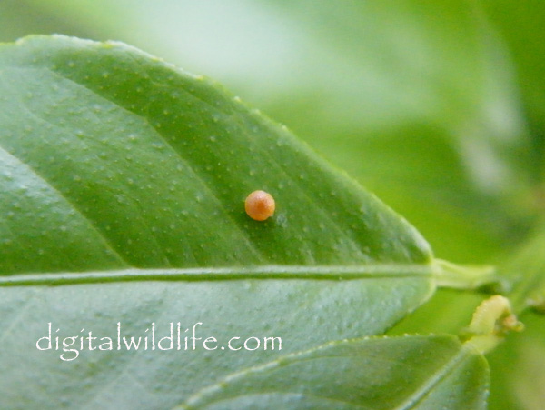 Giant Swallowtail egg