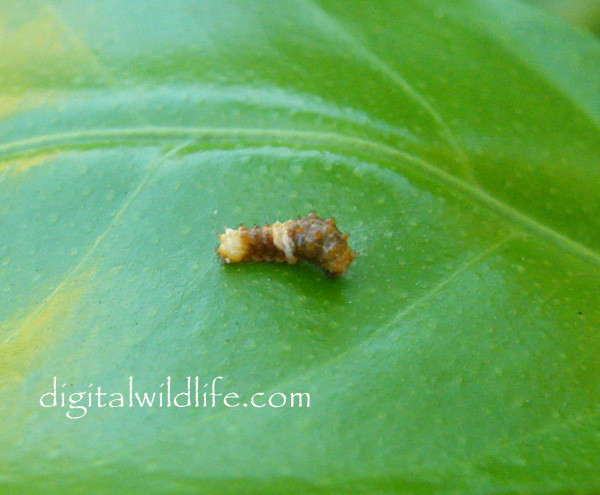 Giant Swallowtail Caterpilllar