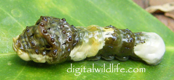 Giant Swallowtail Caterpillar