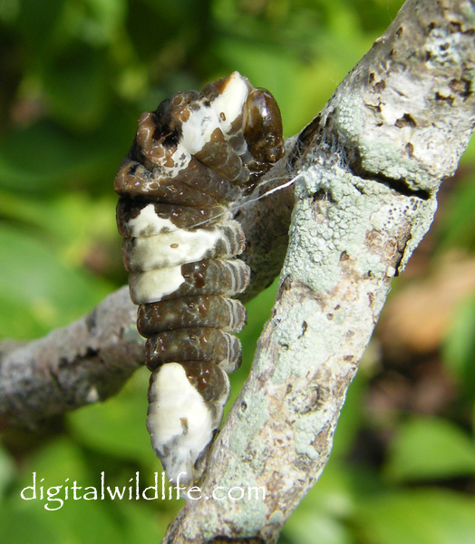 Giant Swallowtail Caterpillar