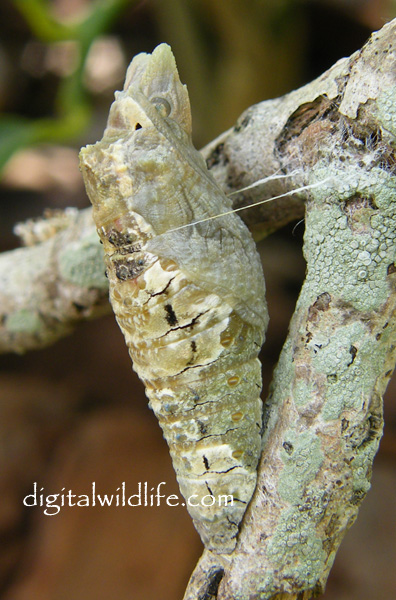 Giant Swallowtail Pupa