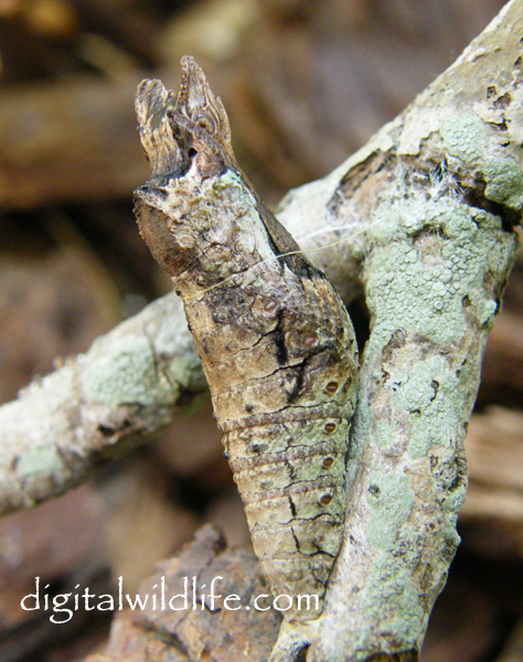 Giant Swallowtail Pupa