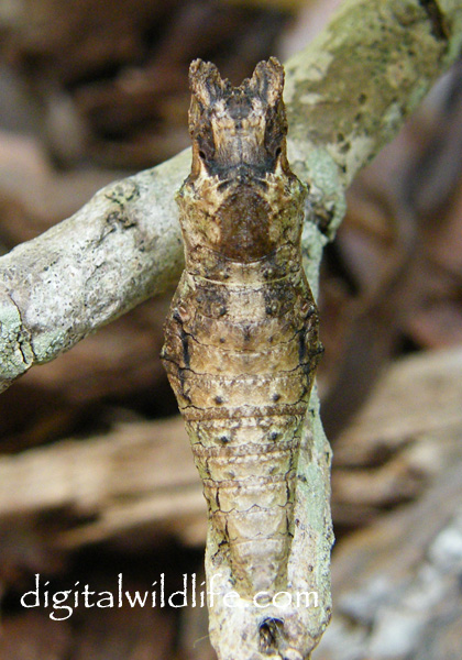 Giant Swallowtail Pupa