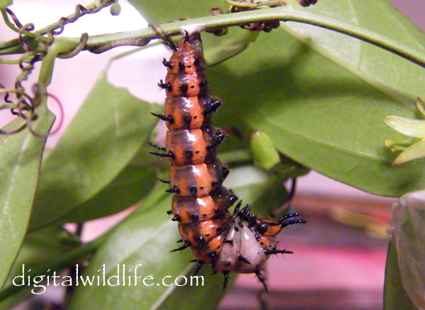 Gulf Fritillary Caterpillar