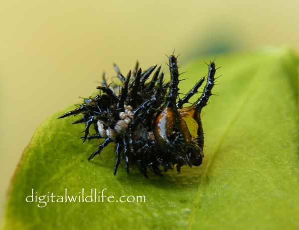 Gulf Fritillary Caterpillar