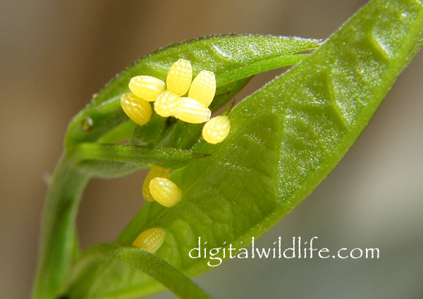 Gulf Fritillary Eggs