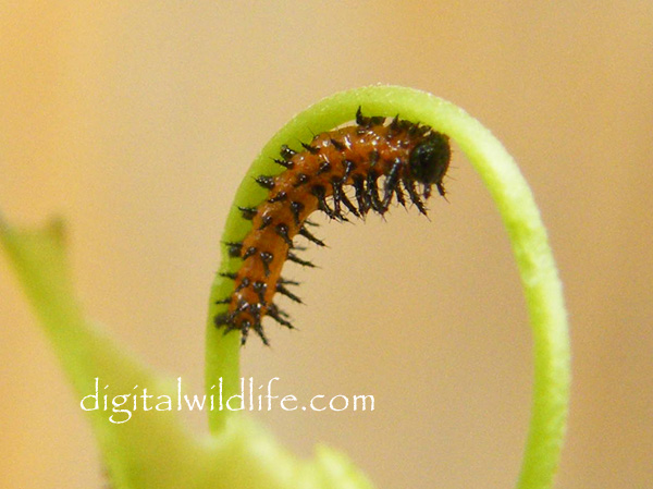 Gulf Fritillary Caterpillar