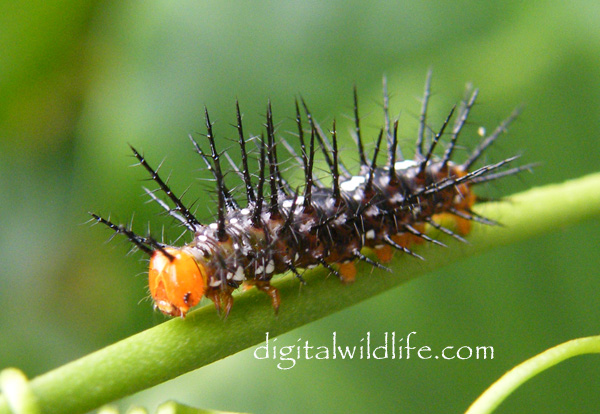 Julia Butterfly Caterpillar