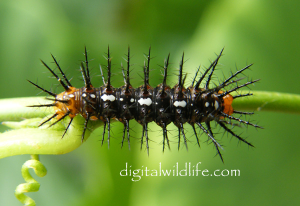 Julia Butterfly Caterpillar