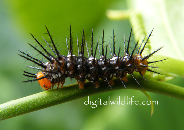 Julia Butterfly Caterpillar