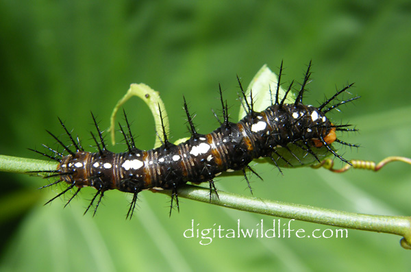 Julia Butterfly Caterpillar
