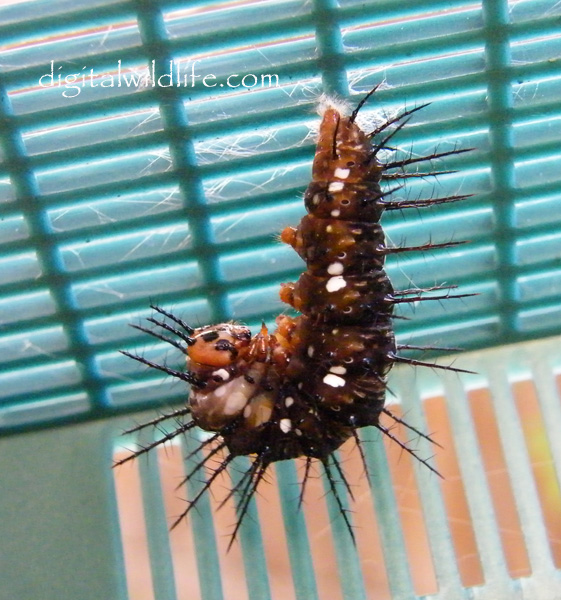 Julia Butterfly Caterpillar