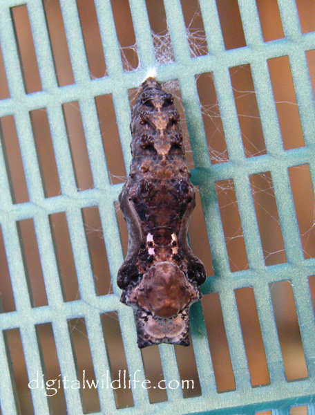 Julia Butterfly Pupa