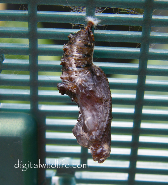 Julia Butterfly Pupa