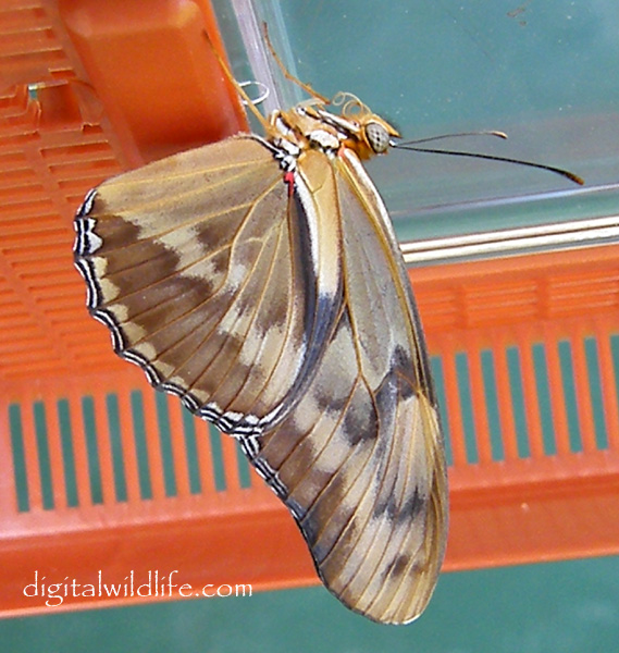 Julia Butterfly 