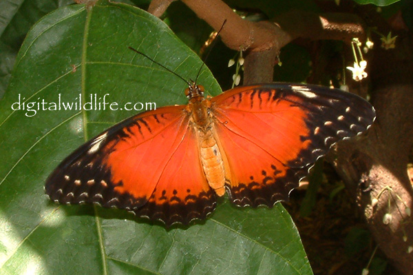 Lacewing