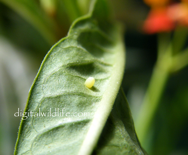 Monarch Butterfly egg